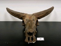 藏品(德氏水牛頭骨複製品)的圖片